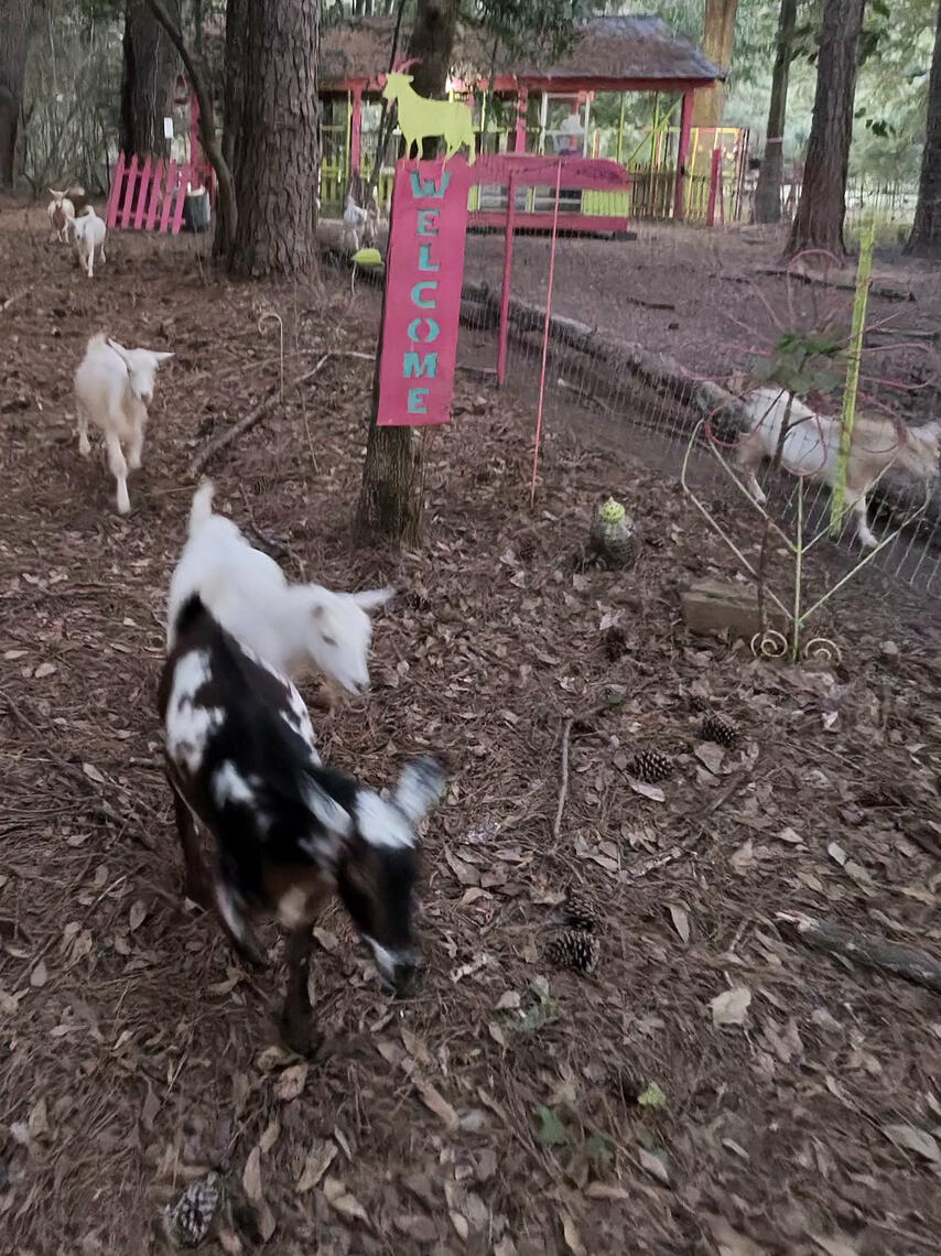 Peaceful Fun Goat Walk